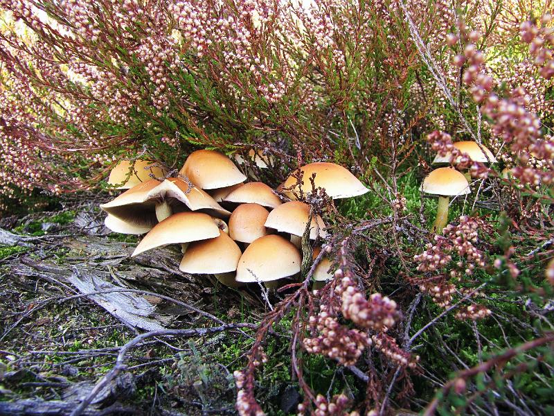 Wandeling van Monke en Judith op 21-10-2012 (40).JPG